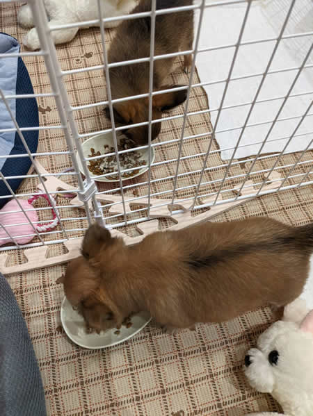 カフェちゃん　ネオンちゃん　食べたw450