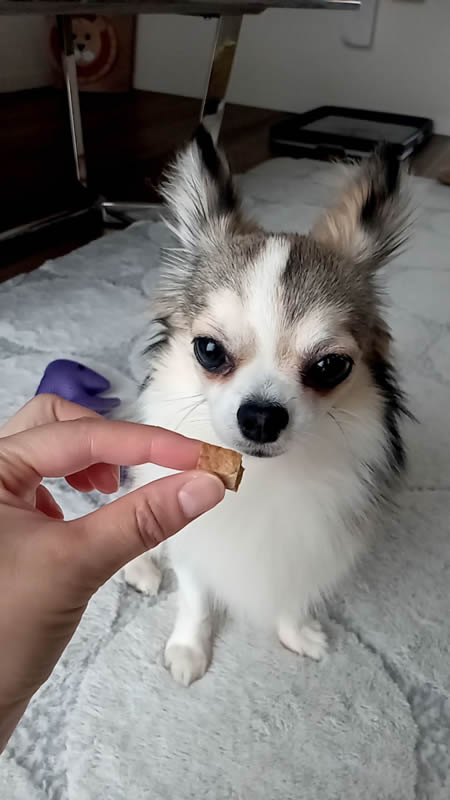 大福くん 待つ